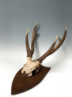Lot 539 - A stags skull and antlers, mounted on a pine...