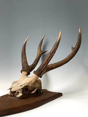 Lot 539 - A stags skull and antlers, mounted on a pine...