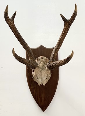 Lot 539 - A stags skull and antlers, mounted on a pine...