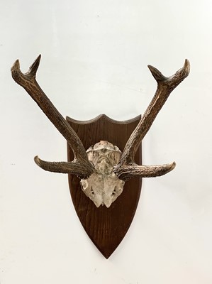 Lot 539 - A stags skull and antlers, mounted on a pine...