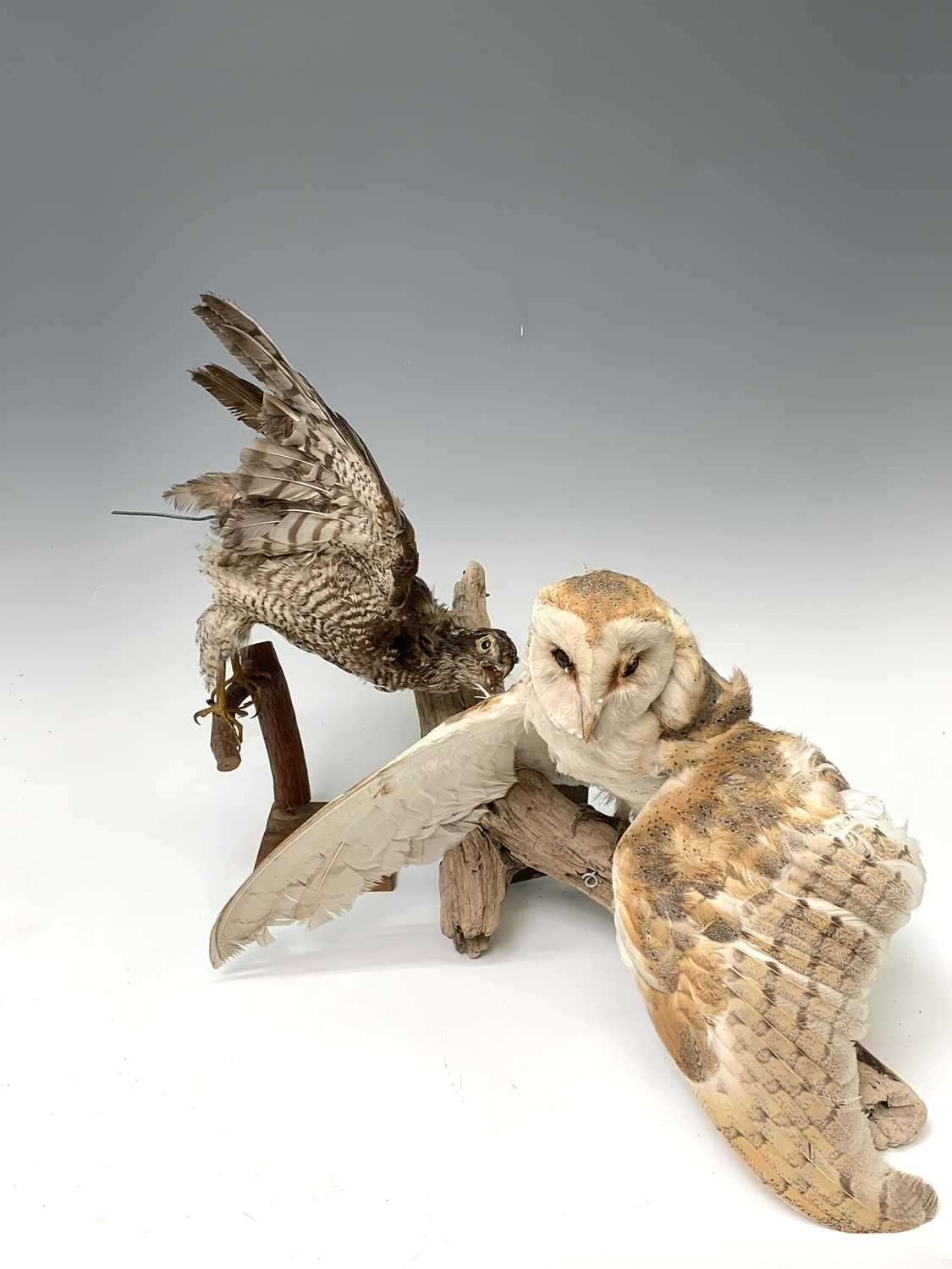 Lot 546 - Taxidermy, a stuffed hawk, height 44cm and a...