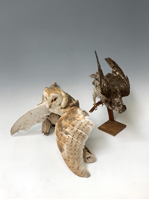 Lot 546 - Taxidermy, a stuffed hawk, height 44cm and a...