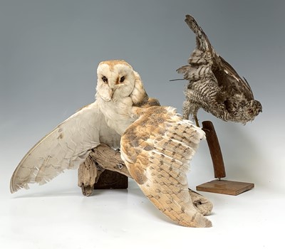 Lot 546 - Taxidermy, a stuffed hawk, height 44cm and a...