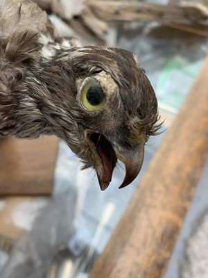 Lot 546 - Taxidermy, a stuffed hawk, height 44cm and a...