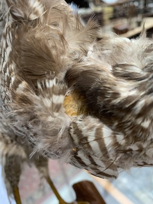 Lot 546 - Taxidermy, a stuffed hawk, height 44cm and a...