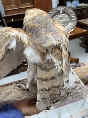 Lot 546 - Taxidermy, a stuffed hawk, height 44cm and a...