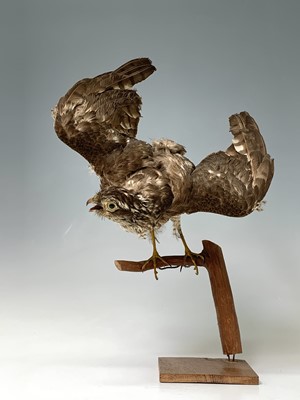 Lot 546 - Taxidermy, a stuffed hawk, height 44cm and a...