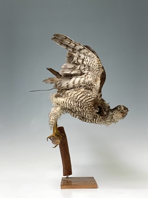 Lot 546 - Taxidermy, a stuffed hawk, height 44cm and a...