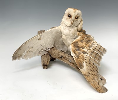 Lot 546 - Taxidermy, a stuffed hawk, height 44cm and a...