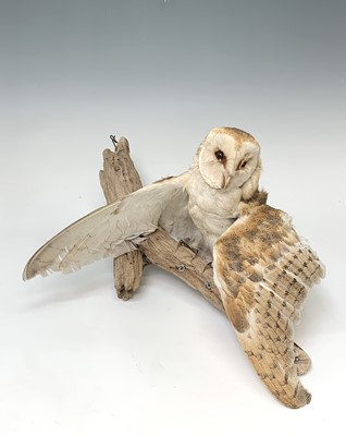 Lot 546 - Taxidermy, a stuffed hawk, height 44cm and a...