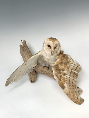 Lot 546 - Taxidermy, a stuffed hawk, height 44cm and a...