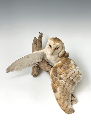 Lot 546 - Taxidermy, a stuffed hawk, height 44cm and a...