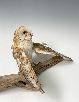 Lot 546 - Taxidermy, a stuffed hawk, height 44cm and a...