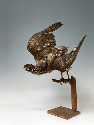 Lot 546 - Taxidermy, a stuffed hawk, height 44cm and a...