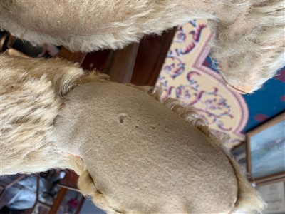 Lot 206 - A large Steiff golden mohair teddy bear circa...