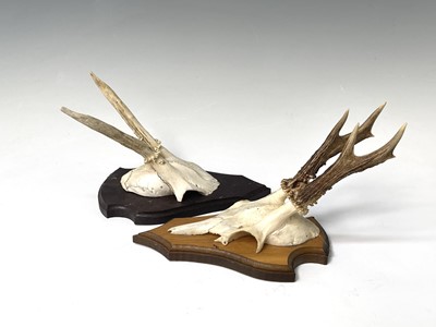 Lot 138 - Two wall mounted pairs of antlers. The tallest...