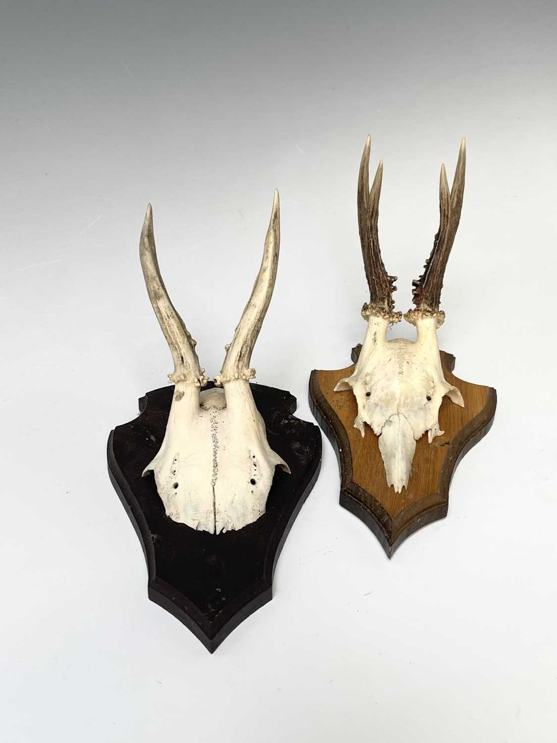 Lot 138 - Two wall mounted pairs of antlers. The tallest...