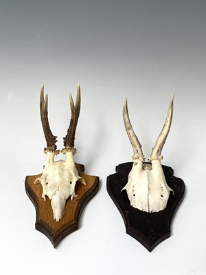 Lot 138 - Two wall mounted pairs of antlers. The tallest...