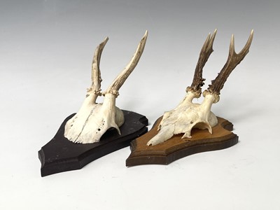 Lot 138 - Two wall mounted pairs of antlers. The tallest...