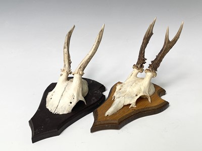 Lot 138 - Two wall mounted pairs of antlers. The tallest...