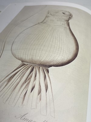 Lot 474 - PIERRE-JOSEPH REDOUTE. 'Roses 2.' First...
