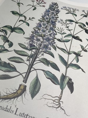 Lot 474 - PIERRE-JOSEPH REDOUTE. 'Roses 2.' First...