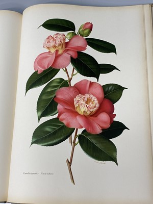 Lot 477 - BERYL LESLIE URQUHART. 'The Camellia.' Two...