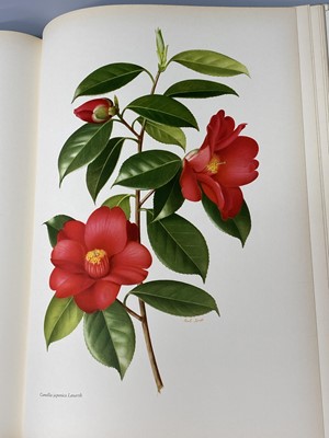 Lot 477 - BERYL LESLIE URQUHART. 'The Camellia.' Two...