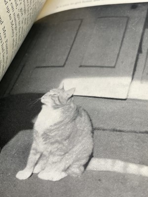 Lot 16 - DEREK TANGYE. 'A Cat at the Window.' Signed...