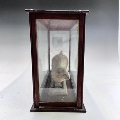 Lot 75 - An albino ferret, in a glazed pine case,...