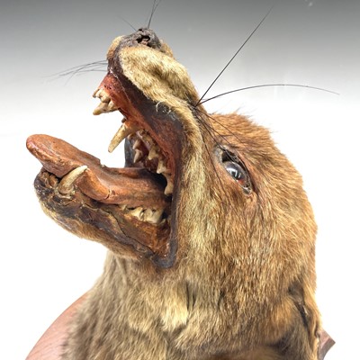 Lot 57 - A taxidermy fox mask, with a snarling...