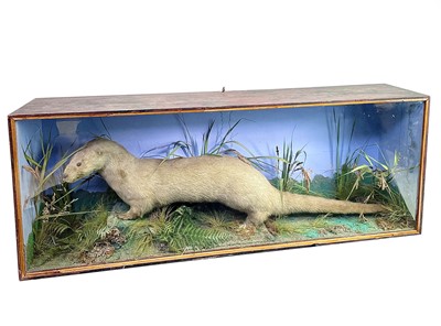 Lot 144 - A late 19th/early 20th century taxidermy study...