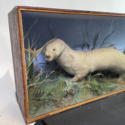 Lot 144 - A late 19th/early 20th century taxidermy study...