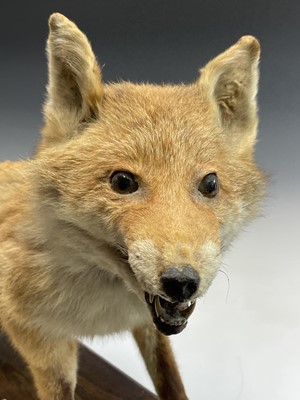 Lot 109 - Taxidermy - a late 19th/early 20th century...