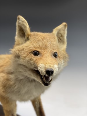 Lot 109 - Taxidermy - a late 19th/early 20th century...