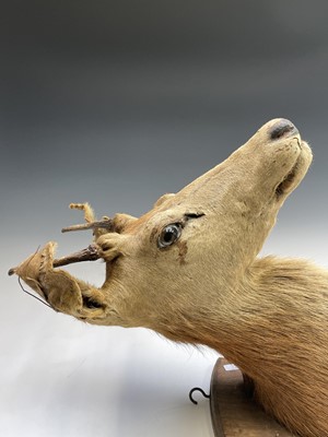 Lot 108 - Taxidermy - a late 19th/early 20th century...