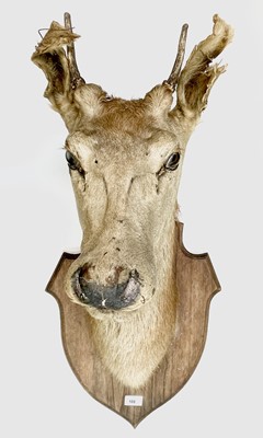 Lot 108 - Taxidermy - a late 19th/early 20th century...