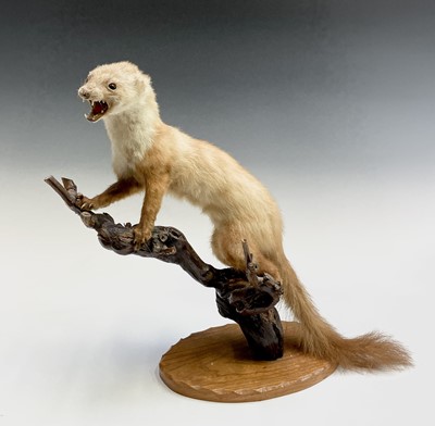 Lot 110 - Taxidermy - a late 19th/early 20th century...