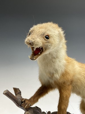 Lot 110 - Taxidermy - a late 19th/early 20th century...