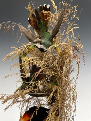 Lot 203 - Taxidermy - a Victorian study of exotic birds...