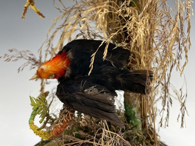 Lot 203 - Taxidermy - a Victorian study of exotic birds...