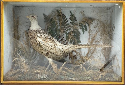 Lot 256 - Taxidermy, a preserved pheasant, mounted in a...