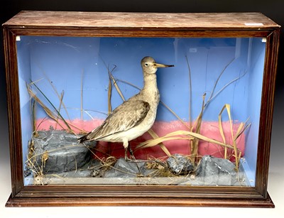 Lot 257 - Taxidermy, A preserved greenshank, mounted in...