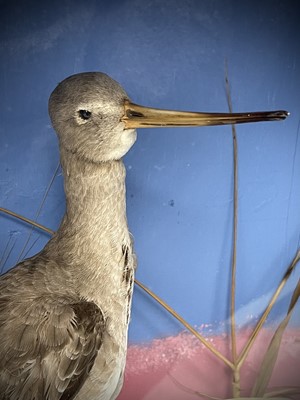 Lot 257 - Taxidermy, A preserved greenshank, mounted in...