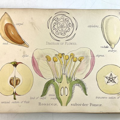 Lot 47 - Prof OLIVER. Illustrations of the Natural...