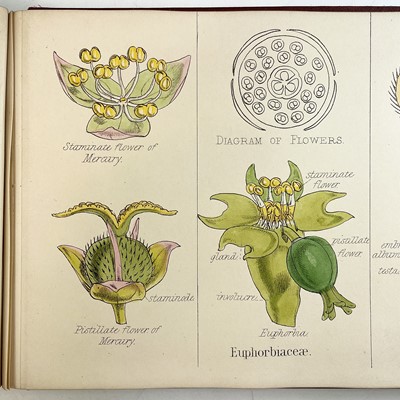 Lot 47 - Prof OLIVER. Illustrations of the Natural...