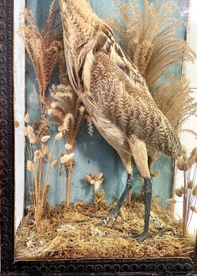 Lot 137 - Taxidermy, a late 19th/early 20th century...