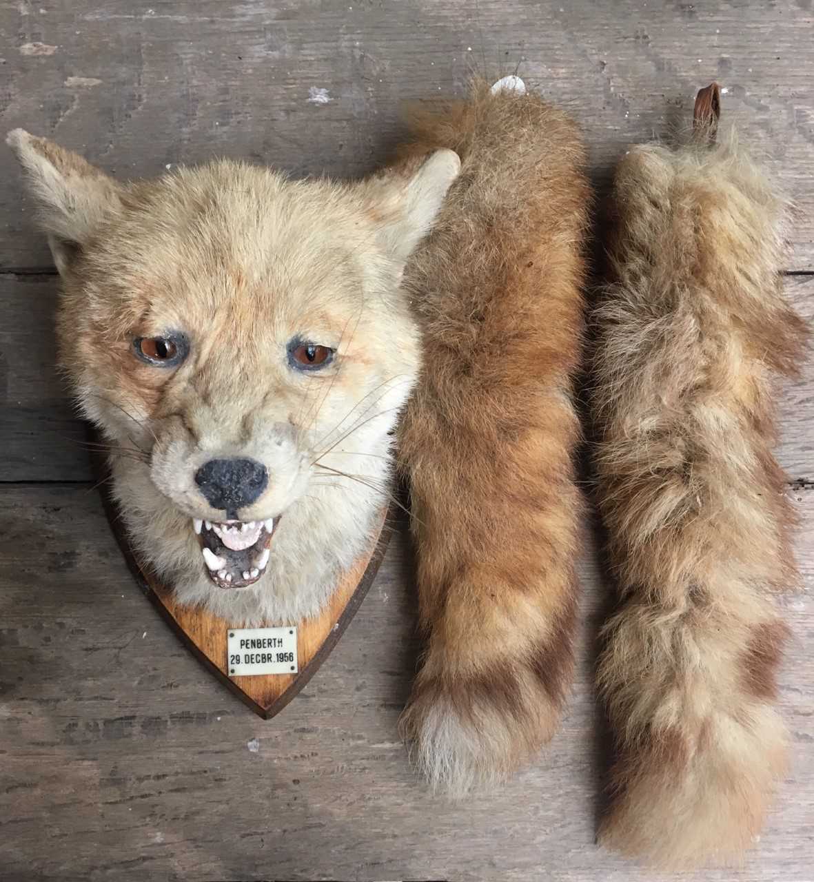 Lot 3 - A 20th century taxidermy fox mask on oak...