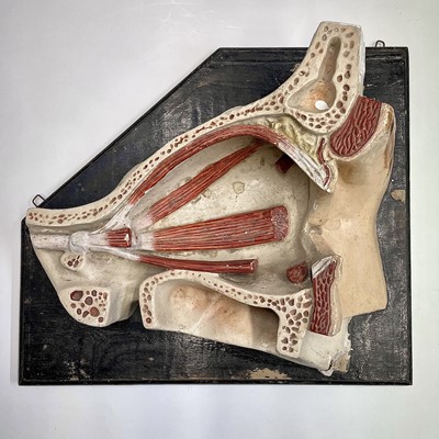 Lot 52 - A Russian anatomical plaster model of an eye...