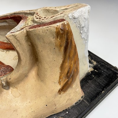 Lot 52 - A Russian anatomical plaster model of an eye...